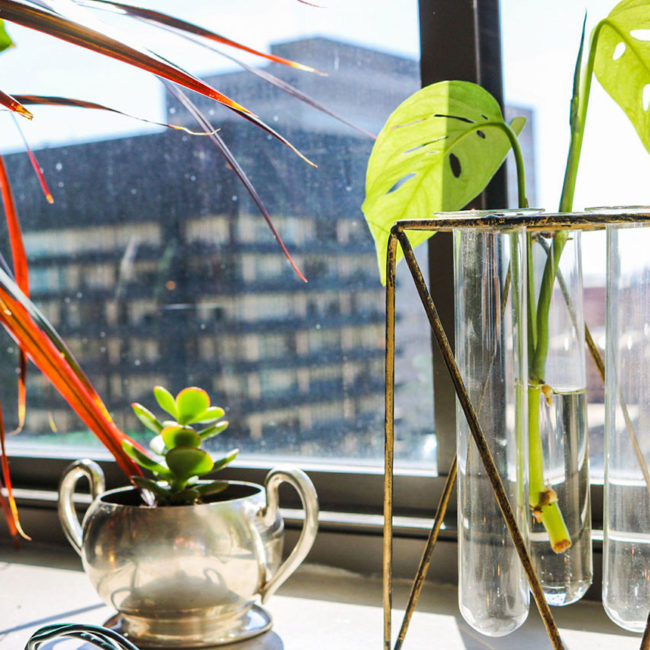 Earth Month 2020: Indoor Plants