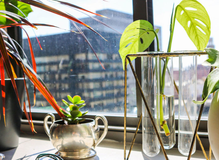 Earth Month 2020: Indoor Plants