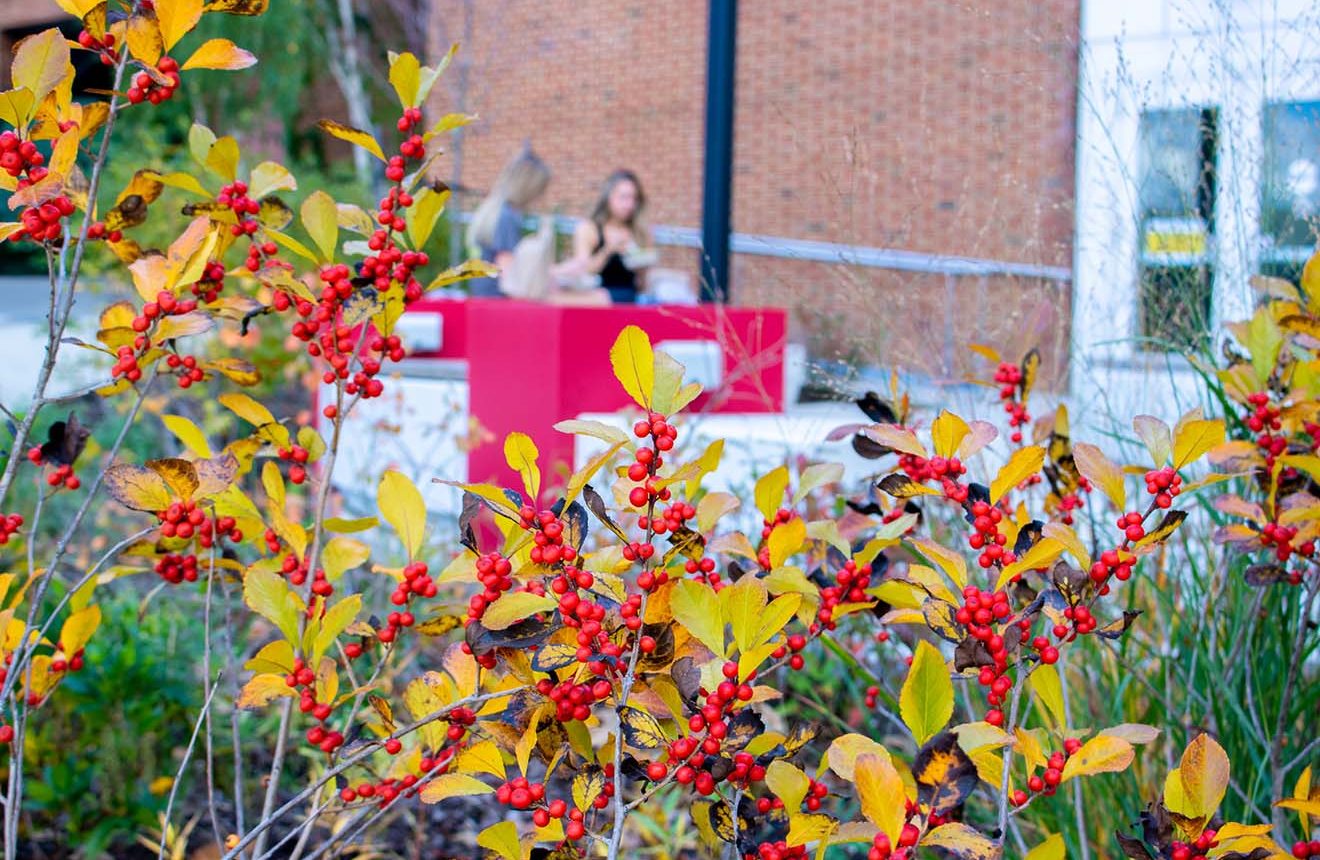 Winterberry adds a pop of color and texture to the Stamp Student Union Plaza