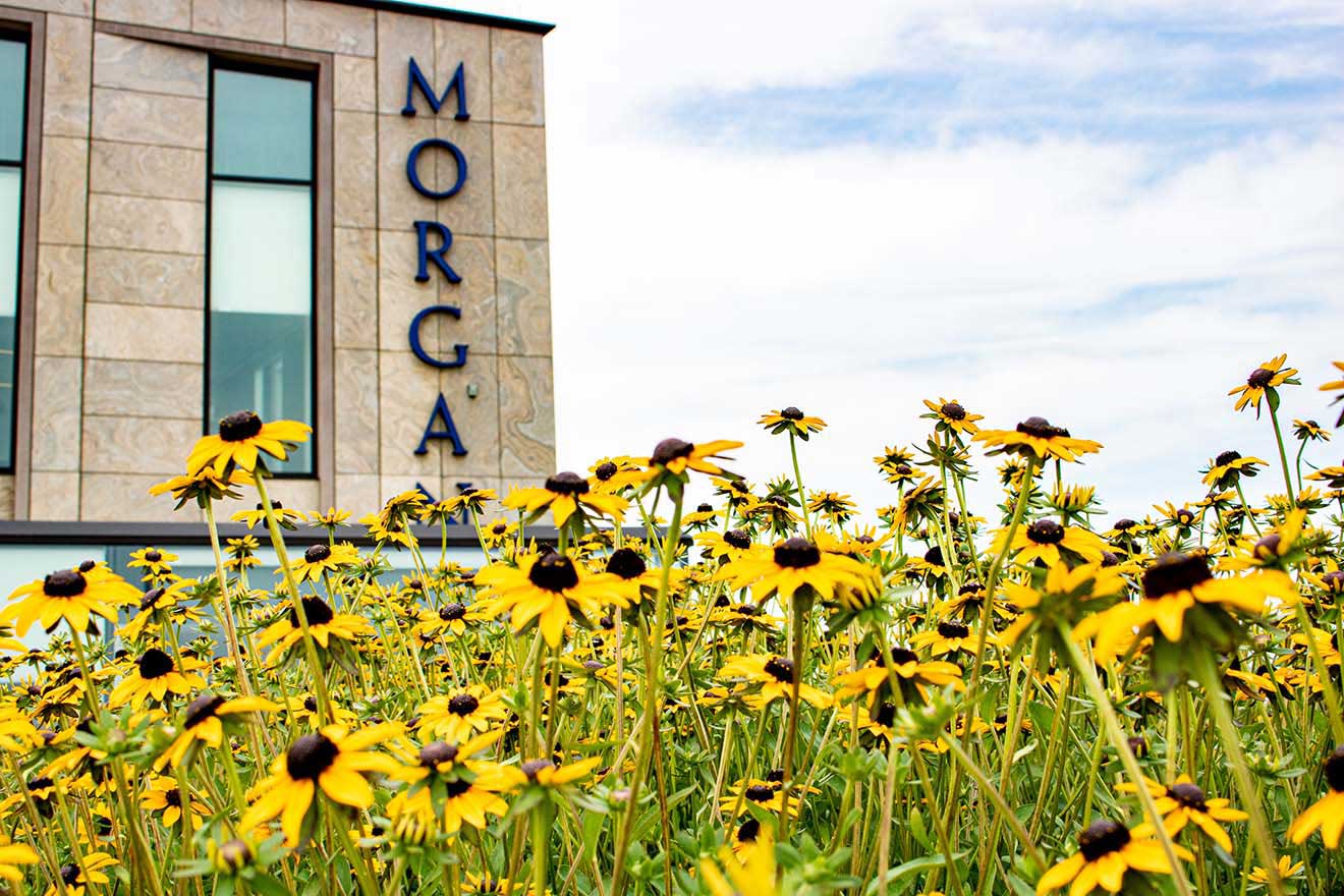 Planting Detail on the Green Roof