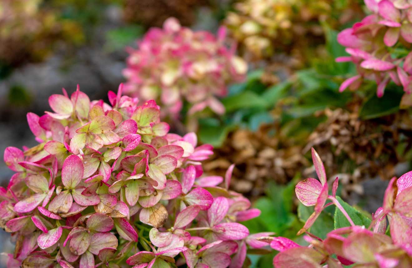 Hydrangea Plantings