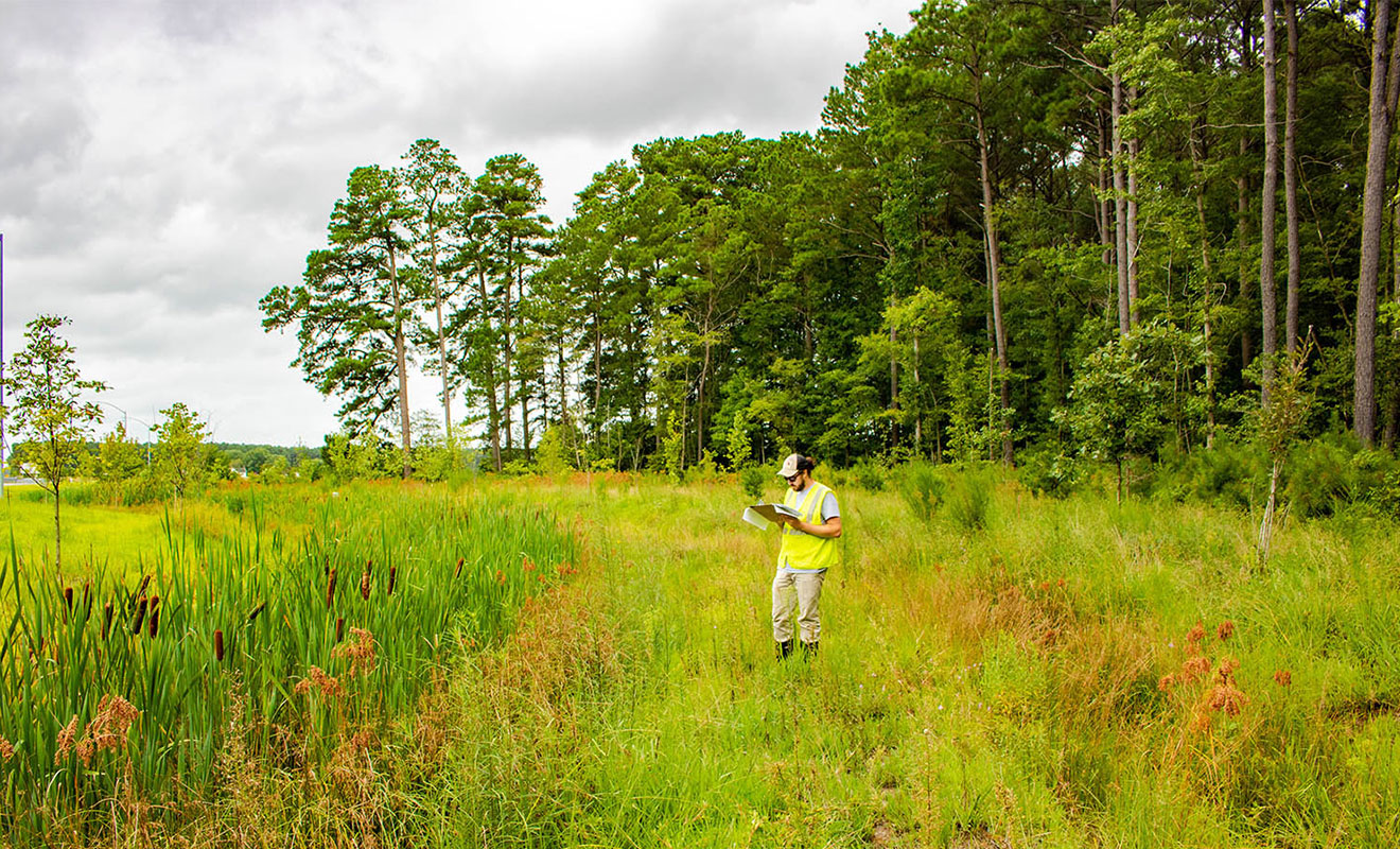 Arborist evaluating plantings