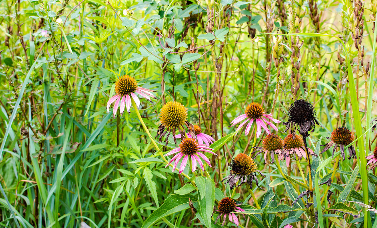 Close up of Purple Coneflowers