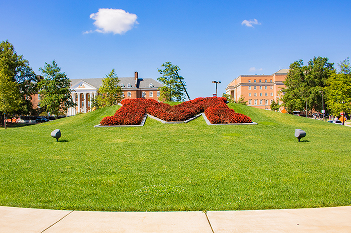 The "M" fully built on the campus of University of Maryland with red flowers.